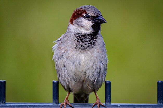 Foto close-up van een vogel die op een houten paal zit