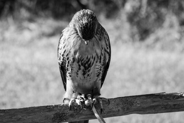 Foto close-up van een vogel die op een houten paal zit