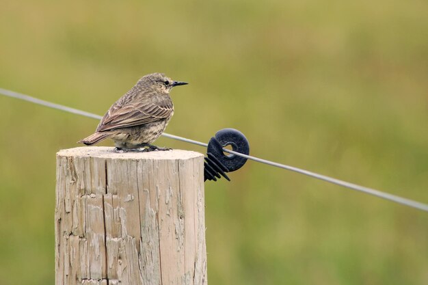 Foto close-up van een vogel die op een houten paal zit