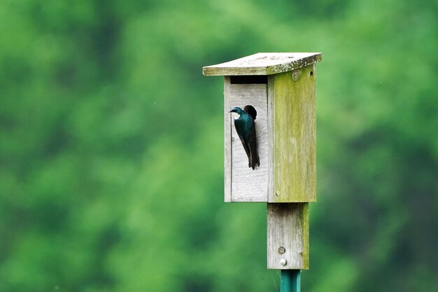 Foto close-up van een vogel die op een houten paal zit