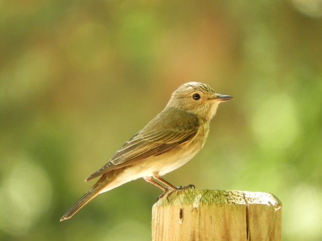 Foto close-up van een vogel die op een houten paal zit