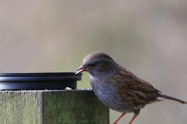 Close-up van een vogel die op een houten reling zit