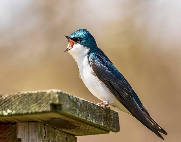 Close-up van een vogel die op een houten reling zit