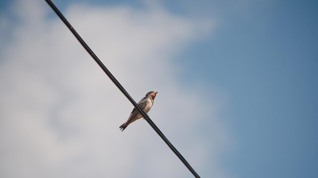 Close-up van een vogel die op een kabel tegen de lucht zit