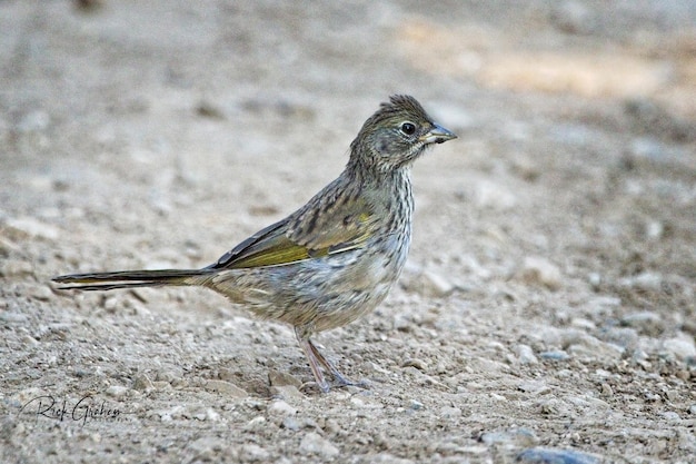 Close-up van een vogel die op een land zit