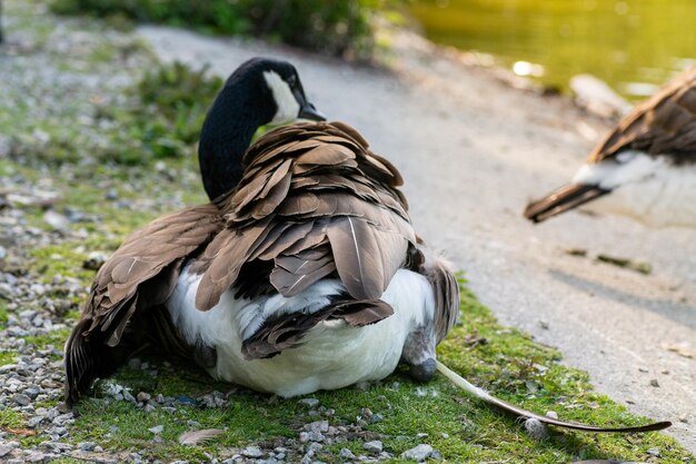 Foto close-up van een vogel die op een land zit