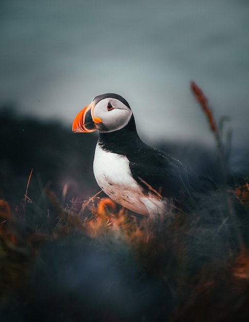 Close-up van een vogel die op een land zit