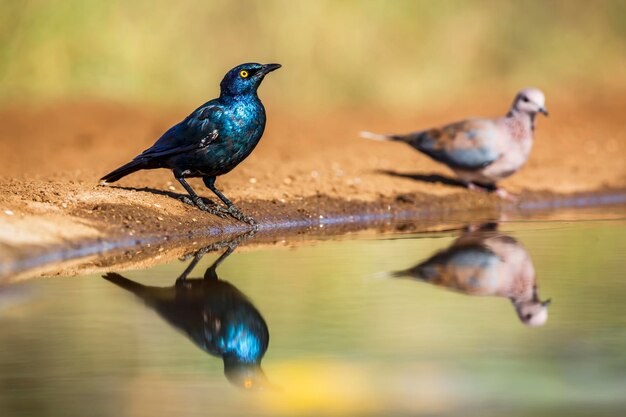 Foto close-up van een vogel die op een meer zit