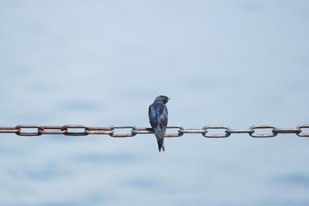 Foto close-up van een vogel die op een metalen ketting tegen de lucht zit