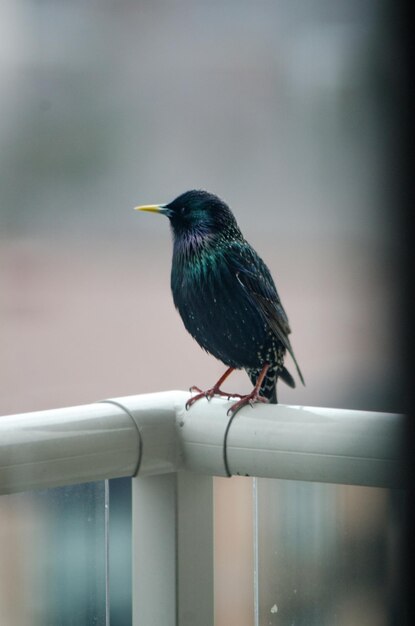 Foto close-up van een vogel die op een metalen reling zit