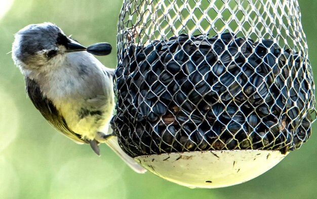 Foto close-up van een vogel die op een metalen voeder zit