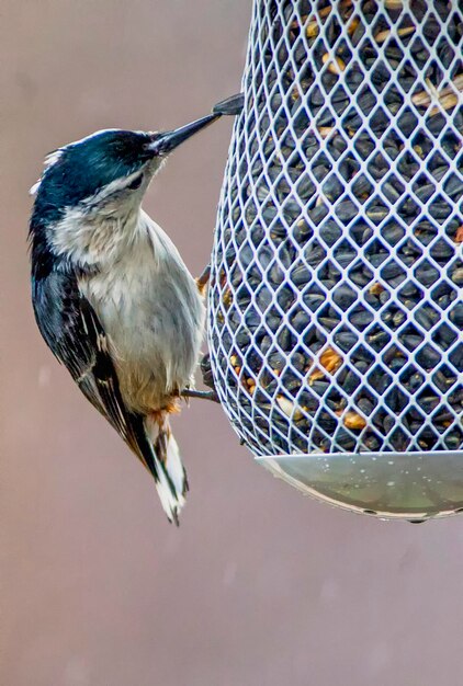 Foto close-up van een vogel die op een metalen voeder zit