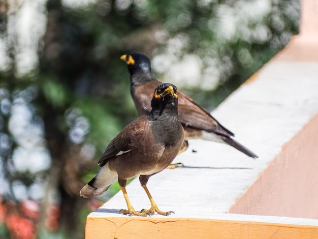 Close-up van een vogel die op een muur zit