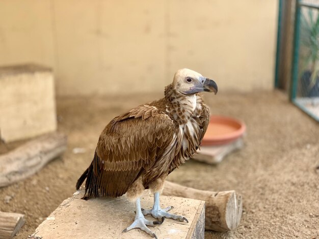 Foto close-up van een vogel die op een muur zit