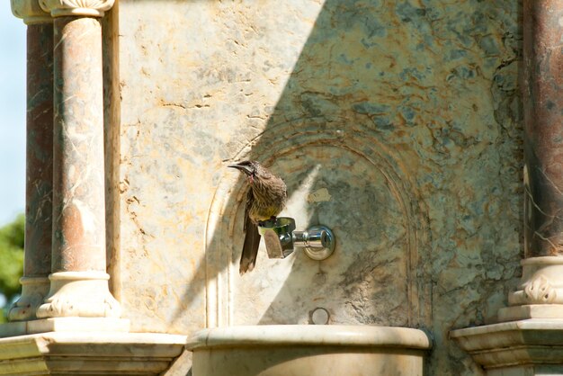 Foto close-up van een vogel die op een muur zit