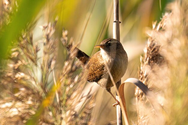 Foto close-up van een vogel die op een plant in het veld zit