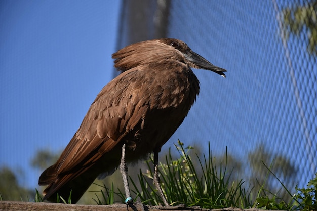 Foto close-up van een vogel die op een plant zit tegen de lucht