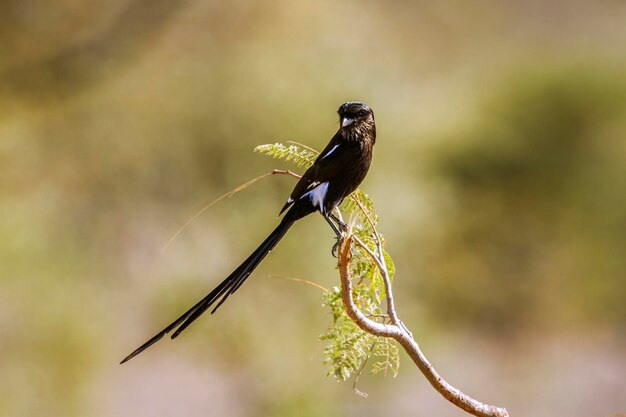 Foto close-up van een vogel die op een plant zit