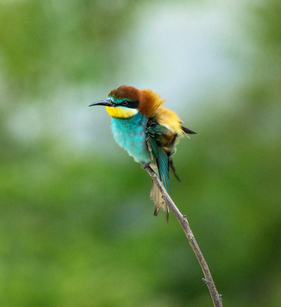 Close-up van een vogel die op een plant zit