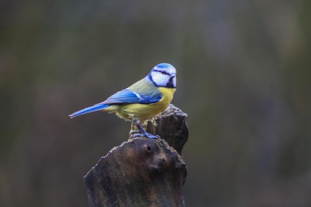 Close-up van een vogel die op een plant zit