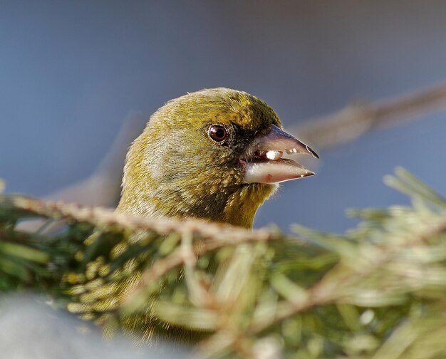 Close-up van een vogel die op een plant zit