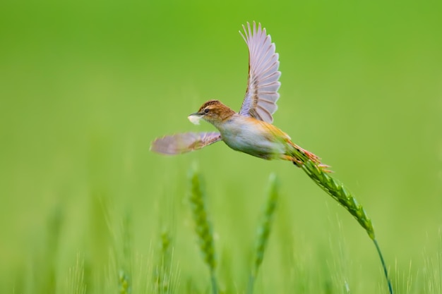 Close-up van een vogel die op een plant zit