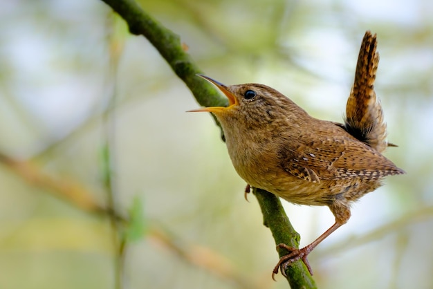 Close-up van een vogel die op een plant zit
