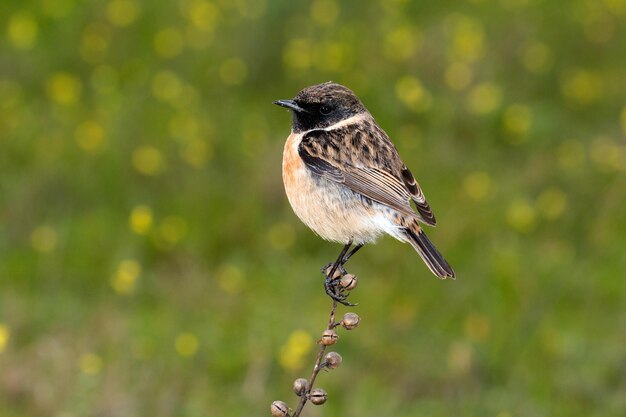 Foto close-up van een vogel die op een plant zit