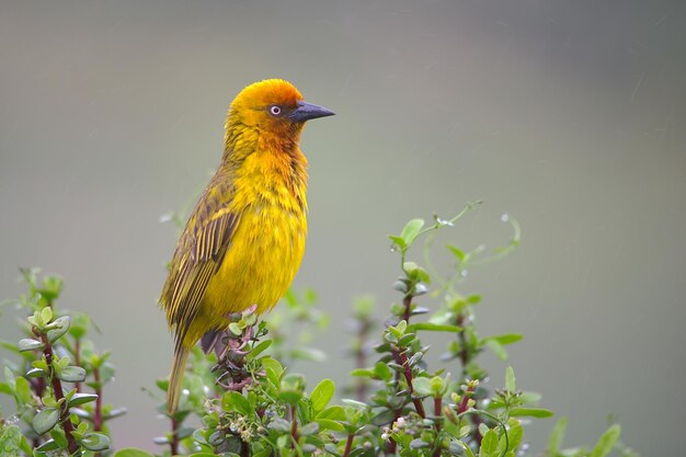 Close-up van een vogel die op een plant zit