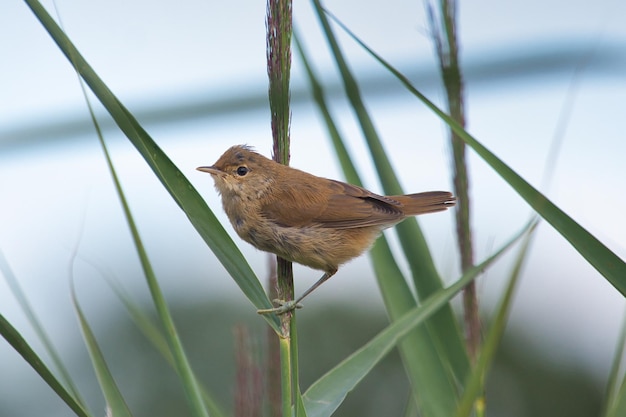 Foto close-up van een vogel die op een plant zit