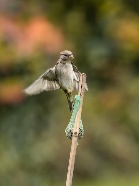 Foto close-up van een vogel die op een plant zit