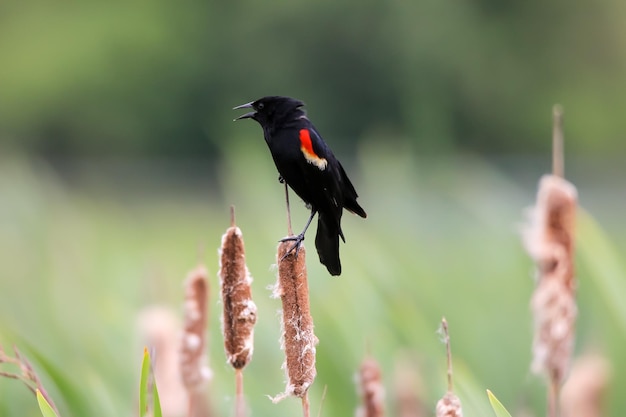 Close-up van een vogel die op een plant zit