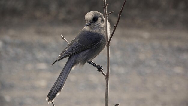 Foto close-up van een vogel die op een plant zit