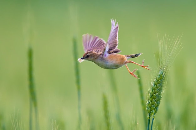 Close-up van een vogel die op een plant zit