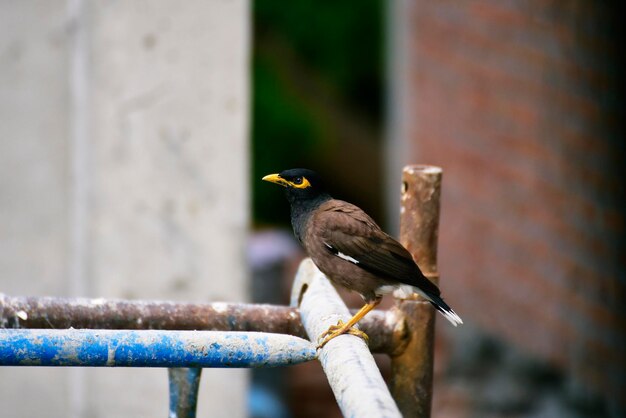 Close-up van een vogel die op een reling tegen de muur zit