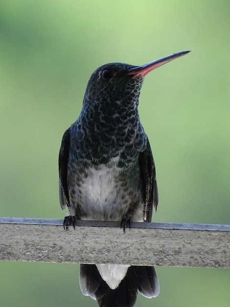 Foto close-up van een vogel die op een reling zit