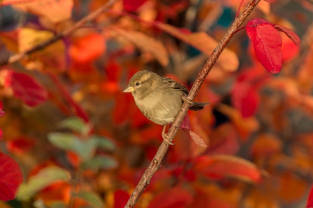 Foto close-up van een vogel die op een rode boom zit