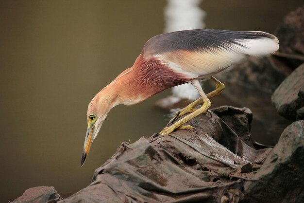 Foto close-up van een vogel die op een rots zit