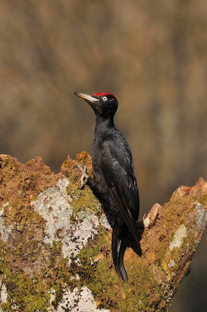Close-up van een vogel die op een rots zit