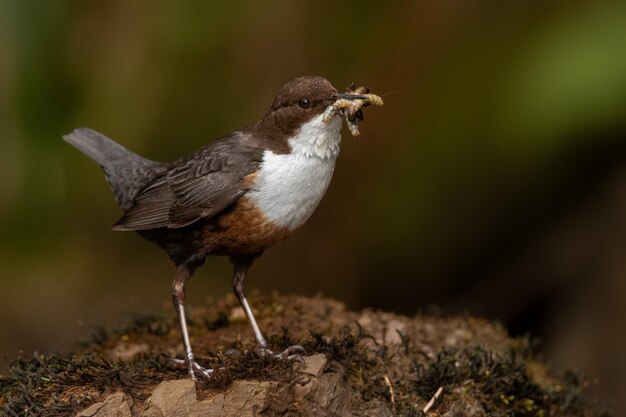 Foto close-up van een vogel die op een rots zit