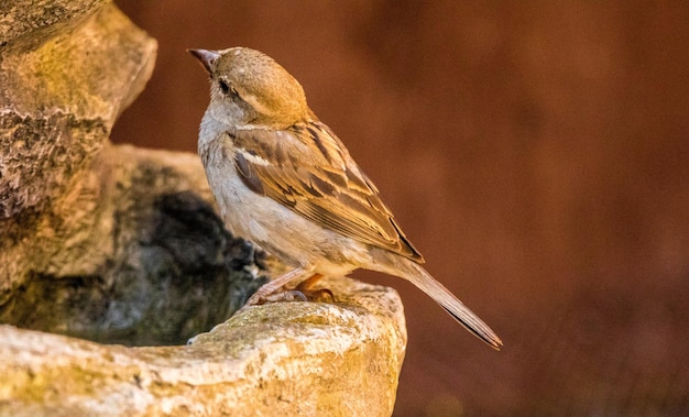 Foto close-up van een vogel die op een rots zit