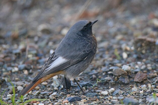 Foto close-up van een vogel die op een rots zit