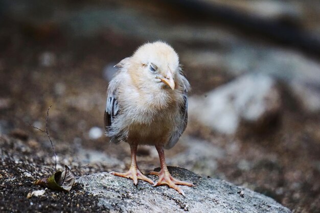 Close-up van een vogel die op een rots zit