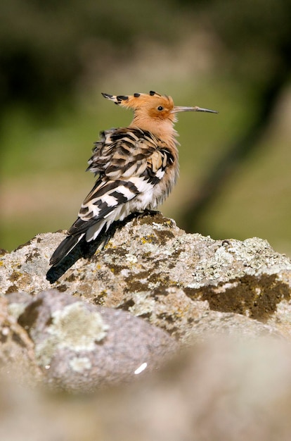 Close-up van een vogel die op een rots zit