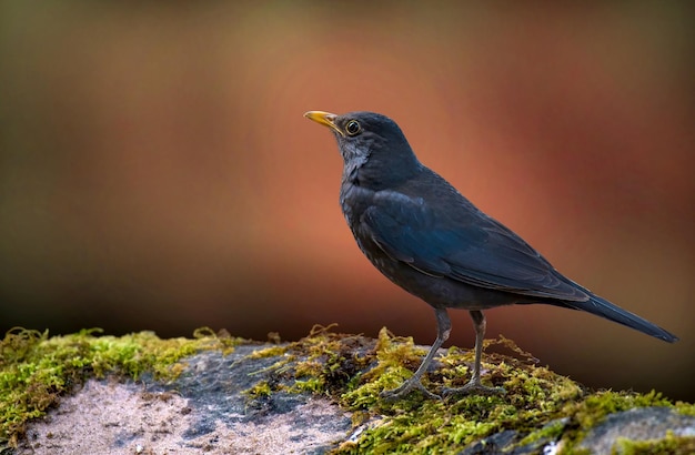 Close-up van een vogel die op een rots zit