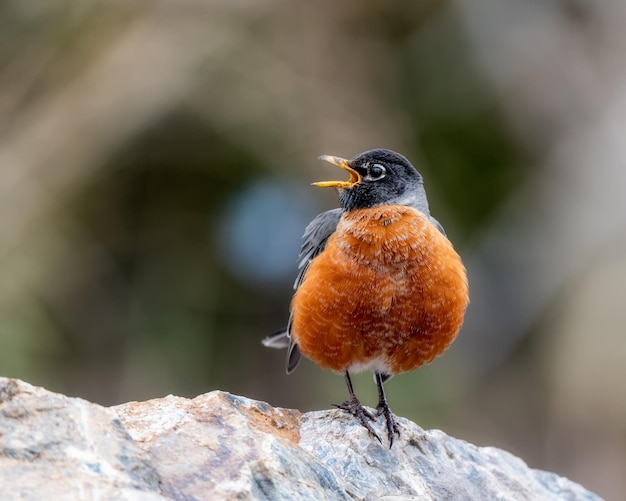Close-up van een vogel die op een rots zit