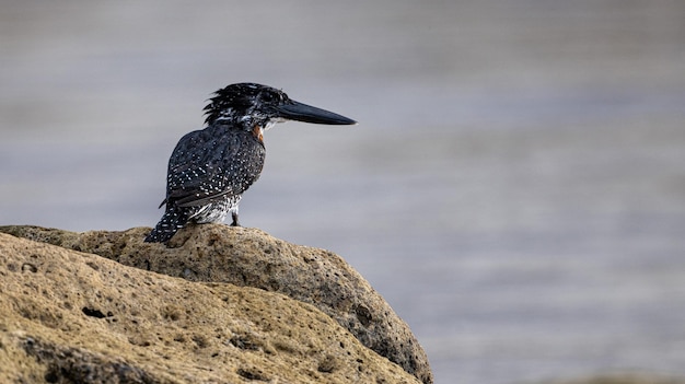Close-up van een vogel die op een rots zit