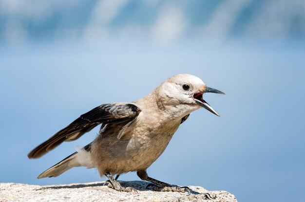 Close-up van een vogel die op een rots zit