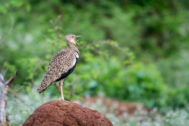 Close-up van een vogel die op een rots zit