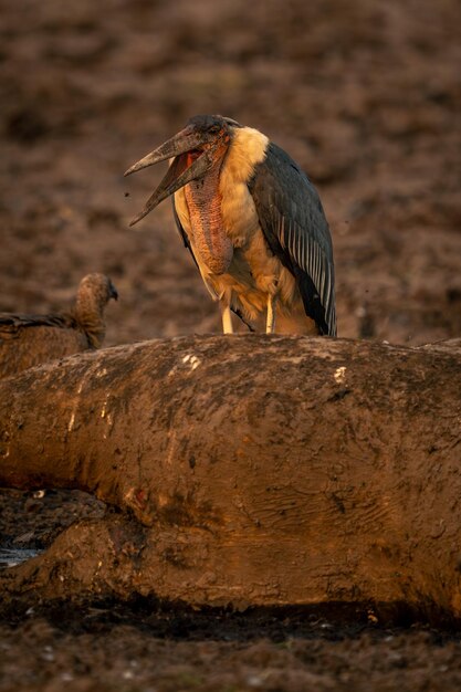 Close-up van een vogel die op een rots zit